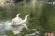合盘八字吉林：罕见白鸬鹚连续两年“故地重游”