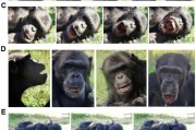 合盘八字国际最新研究：机器人“打哈欠” 黑猩猩被传染